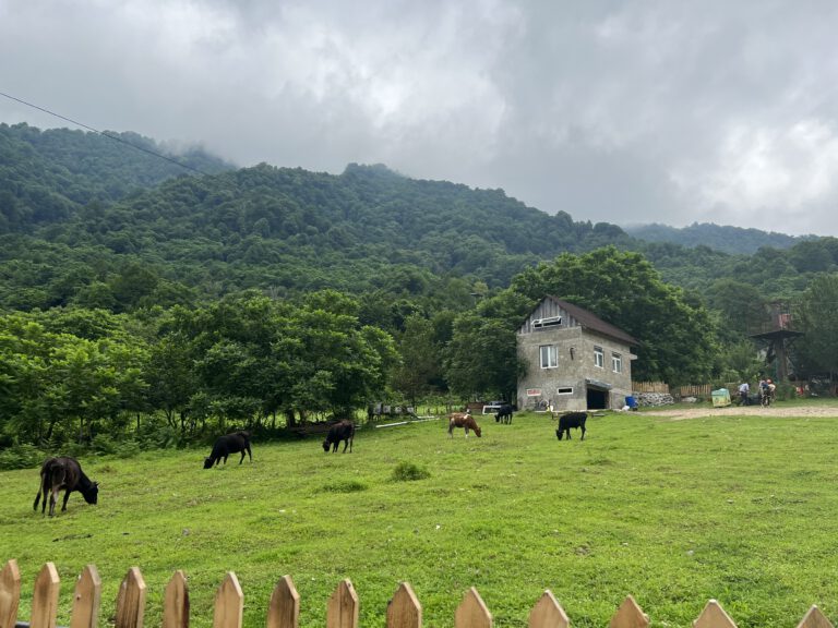 9891D3CE-08E8-4D0F-9AF2-D97725BF3A6F